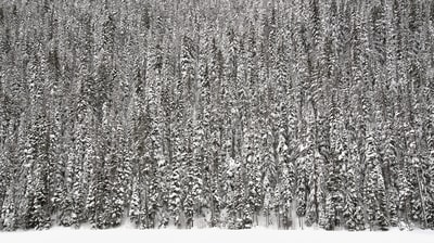 被雪覆盖的松树